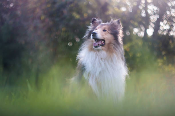 istock Beautiful rough collie, sitting outside 865589948