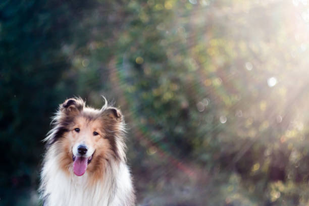 Adorable rough collie portrait, light phenomenon rainbow
