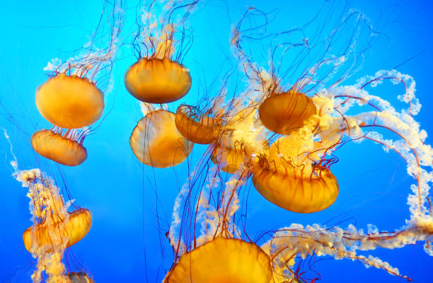 méduse - jellyfish sea green underwater photos et images de collection