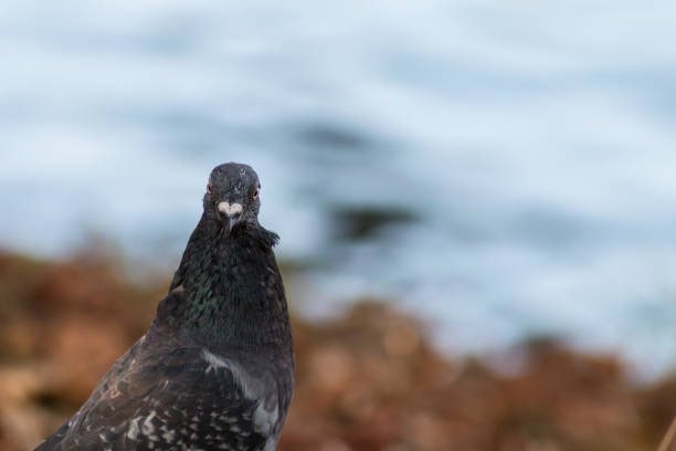Pigeon portrait outside in a park, blured background