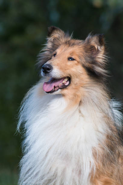 istock Beautiful rough collie portrait 865592962