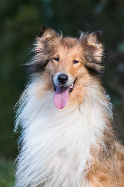 istock Beautiful rough collie portrait 865592966