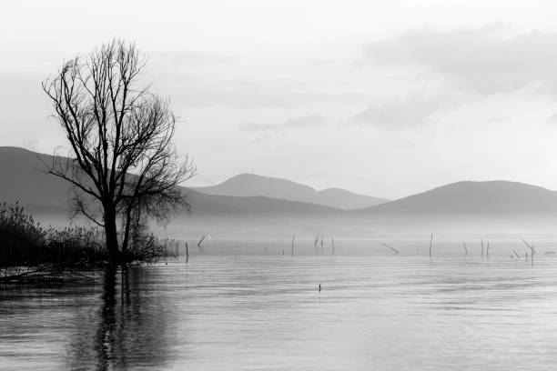 istock View of a lake with a tree reflecting on water 865597292