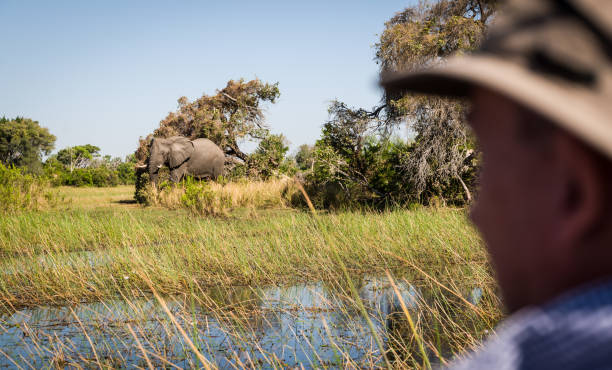 watching Elephants, Okavango Delta, stock photo