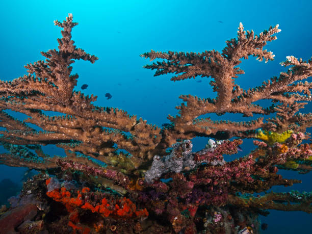 istock Table Coral, Tischkoralle (Acropora pharaonis) 865597476