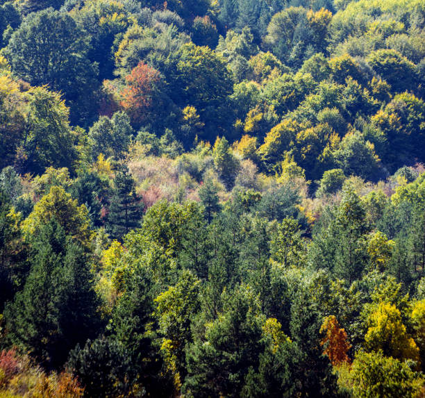 istock beautiful autumn trees. Autumn Landscape 865597696