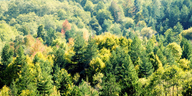 istock beautiful autumn trees. Autumn Landscape 865597698