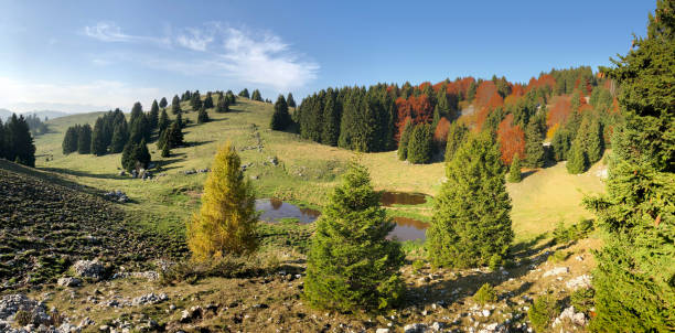 Lysak raised bog reserve in Gorgany region of Carpathian Mountains