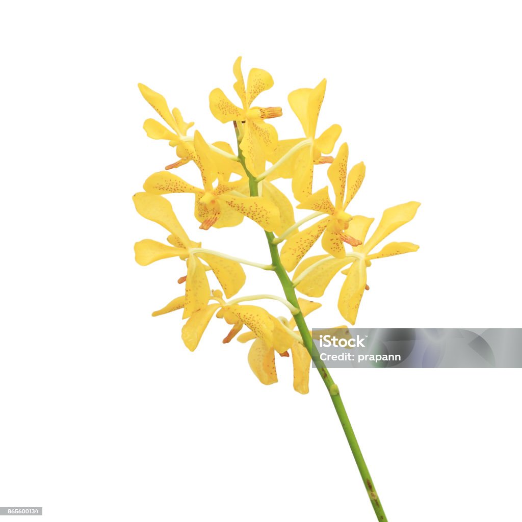 Foto de Flores Da Orquídea Amarela Chão Isoladas No Fundo Branco e mais  fotos de stock de Amarelo - iStock