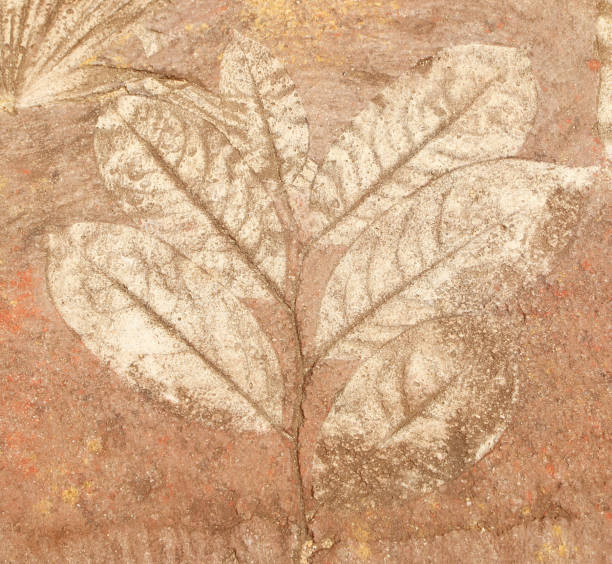 istock marks of leaf on the concrete 865600508