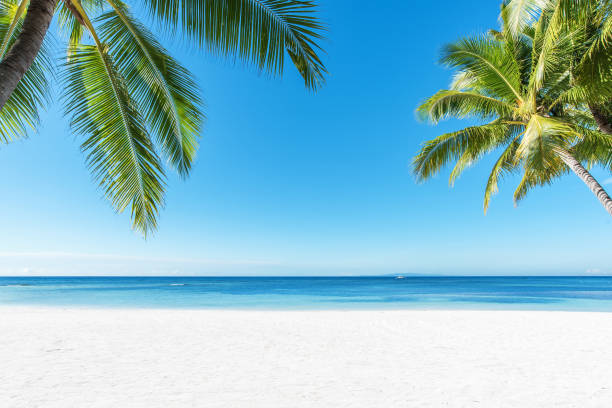 ヤシの木と熱帯のビーチの背景 - palm tree tree summer sky ストックフォトと画像