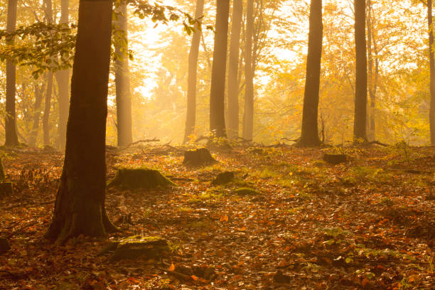 istock Sunrise in the woods 865604514