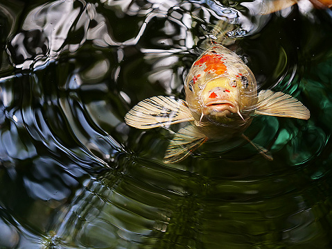 colorful Japanese carp in a shallow pond