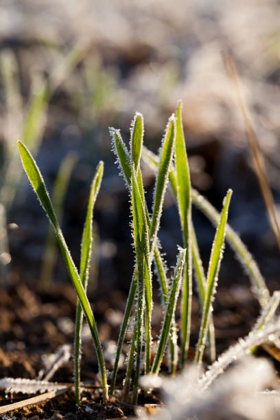 istock transparent crystals of frost 865607886