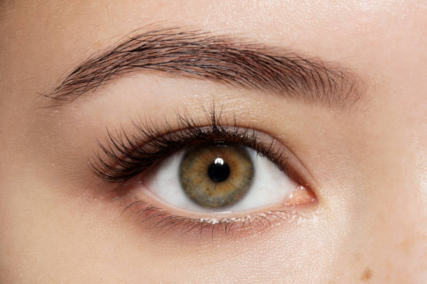 gros plan de maquillage vert yeux avec des longs cils et sourcils bruns - front view photos et images de collection