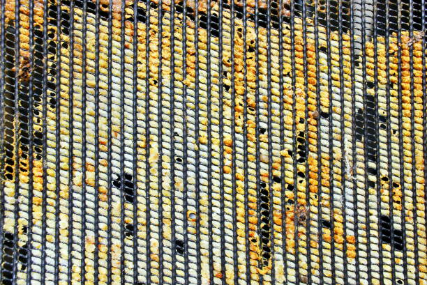Propolis is a resinous mixture that honey bees collect from tree buds and other plants. The bees transform it into 'bee glue' which they use as a sealant for the beehive as the bees do not like the light coming through the cover. It is a potent microbiocidal agent with antibiotic, antiviral, and antifungal properties. Rich in amino acids, bioflavonoids, minerals and vitamins, Bee Proplis is a superfood said to strengthen and support the immune system.
