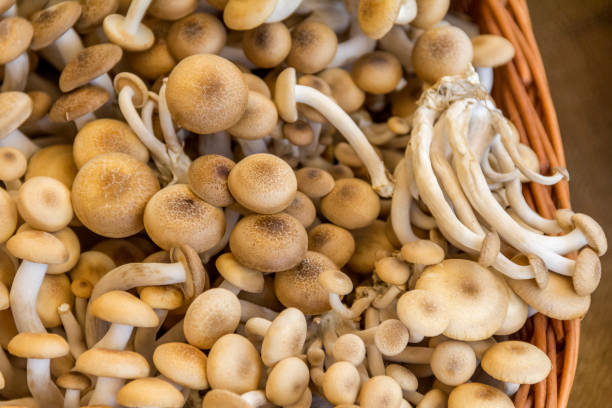 istock lots of edible mushrooms 865612984