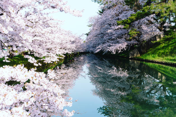 istock Day View of Cherry Blossoming and Reflections by River 865615070