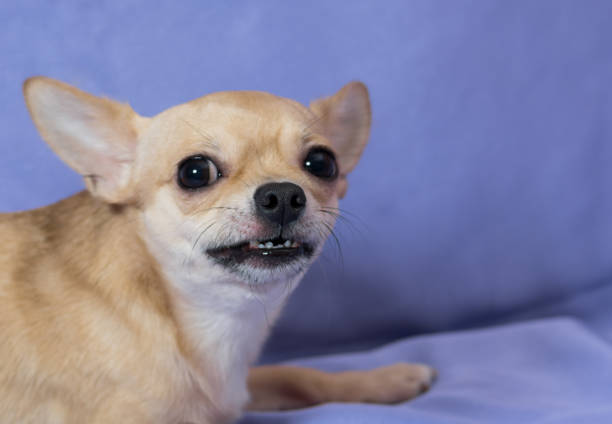 Portrait of angry Chihuahua puppy against blue background - fotografia de stock