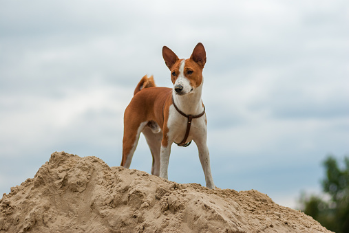 Basenji dog standing on a heap of sand and looking down