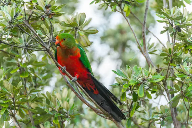 Curious Australian King-parrot (Alisterus scapularis)in the tree, seen near Apollo Bay on the Grat Ocean Road, Victoria - Australia.