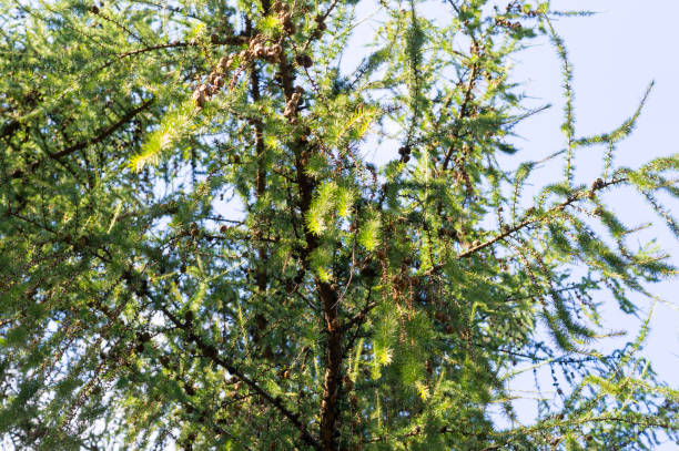 istock spruce branches in the forest. background, nature. 865618172