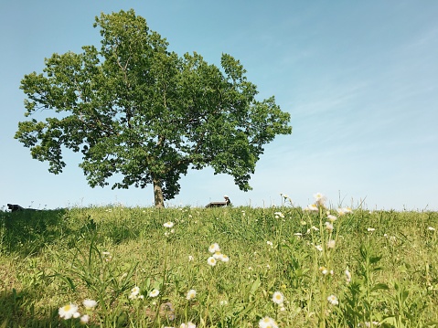 Woman in Straw Hat Taking a Stroll in Rural Field