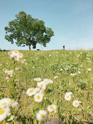 Woman in Straw Hat Taking a Stroll in Rural Field