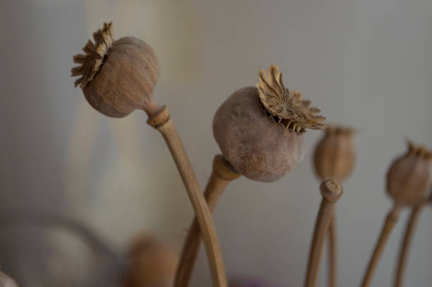 Small dry poppy capsule in front of green background
