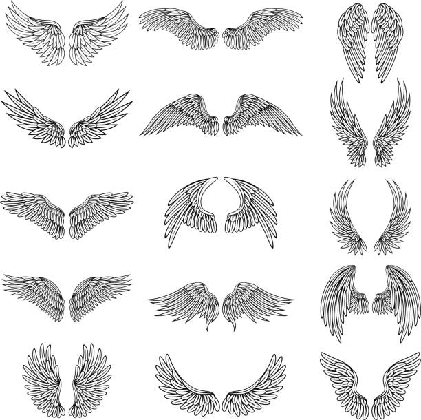 흑백 일러스트 로고 또는 레이블 디자인 프로젝트에 대 한 다른 양식된 날개의 세트. 벡터 그림 세트 - animal limb stock illustrations