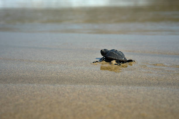 istock Little Turtle go to the sea 865623210