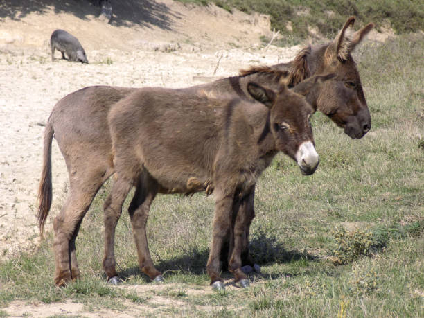 istock Two donkeys in the wetlands during drought 865623566