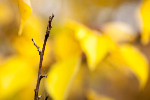 Autumn beech leaves decorate a beautiful nature bokeh background with forest