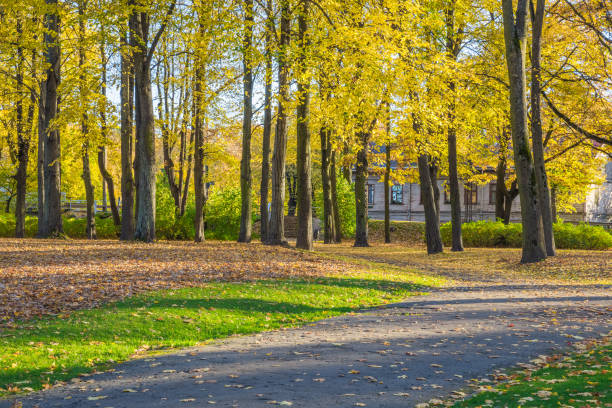 istock Arkadijas  park in Riga, district agenskalsns. Autumn, yellow tree leaves and reflection. 2017 865624102
