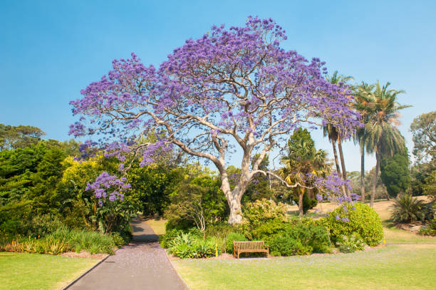 ジャカランダの木 - formal garden garden path bench flower ストックフォトと画像