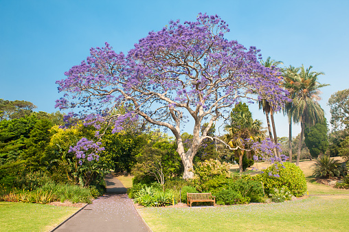 Blooming jacaranda tree in the park, Sydney, New South Wales, Australia