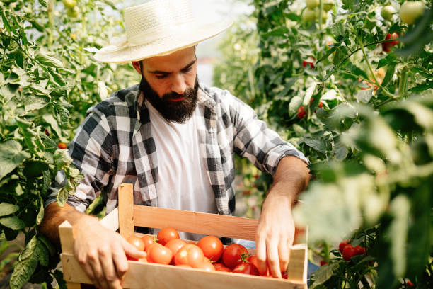 istock Male farmer picking fresh tomatoes from his hothouse garden 865624962
