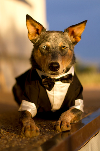 Australian Cattle Dog Mix Wearing Tuxedo Stock Photo - Download Image Now -  Canine - Animal, Clothing, Costume - iStock