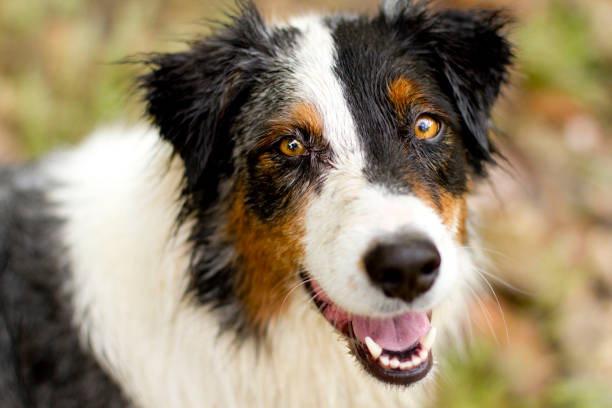 istock Smiling wet Australian Shepherd headshot 865627746
