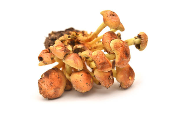 hypholoma fasciculare mushroom, known as the sulphur tuft or clustered woodlover\