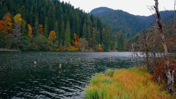 istock River with old stumps in water surrended by autumn forest 865628016