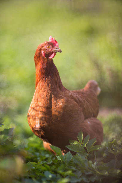istock Closeup of a hen in a farmyard 865628238