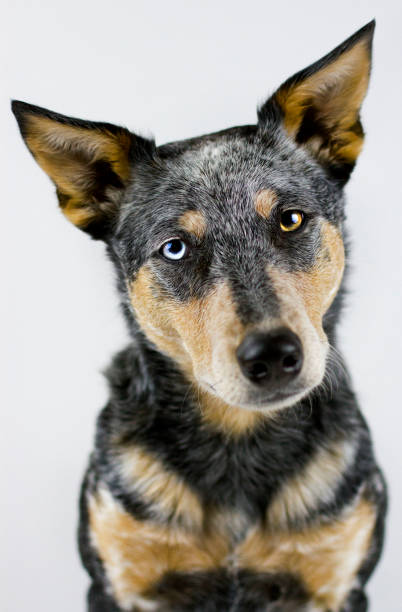 Australian Cattle Dog Mix on white background