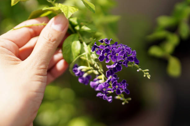 istock Duranta repens (Golden Dew Drops)  with blur background 865631260