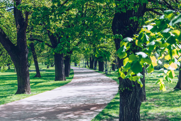 istock View on green path with trees through fields in Prague, Czech Republic 865635128
