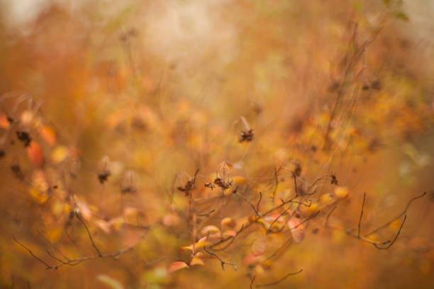 Autumn beech leaves decorate a beautiful nature bokeh background with forest