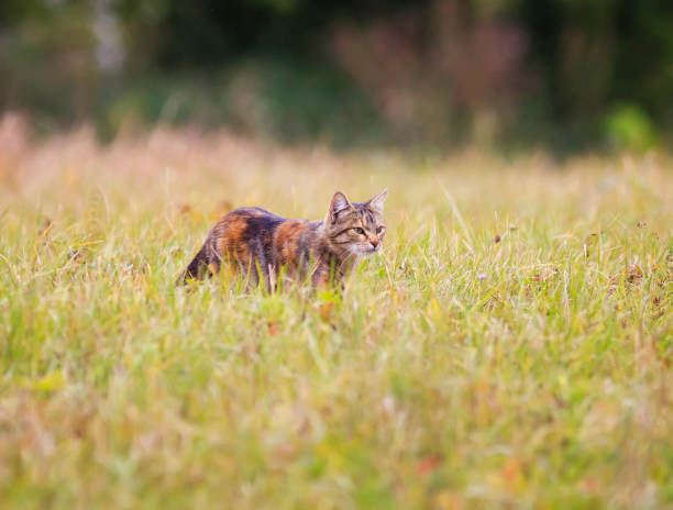 Wildcats in the park