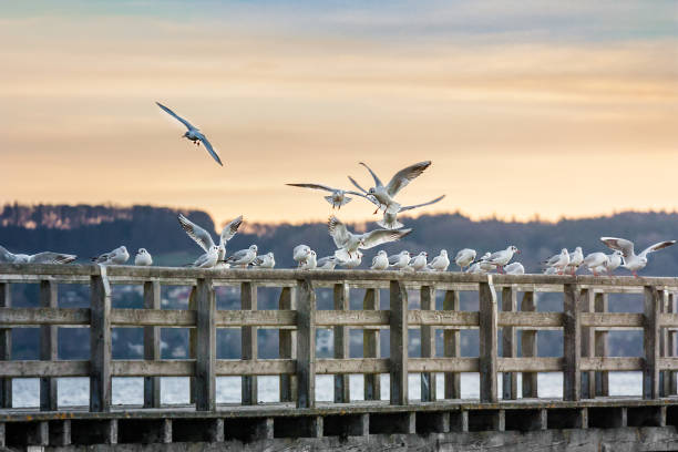 Bird Conference gulls landing on a boat bridge on a winter morning at Lake Ammer mandragora stock pictures, royalty-free photos & images