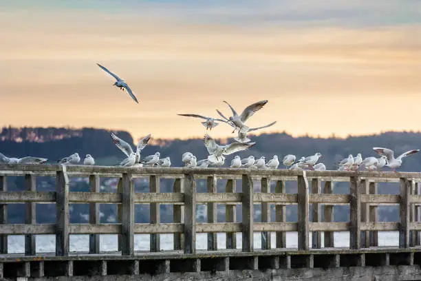 gulls landing on a boat bridge on a winter morning at Lake Ammer