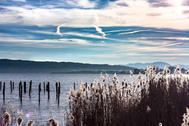 schilf am ammersee im winter - ammersee stock-fotos und bilder